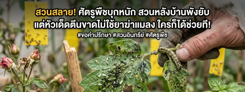 ศัตรูพืชบุกหนัก สวนหลังบ้านพังยับ แต่หัวเด็ดตีนขาดไม่ใช้ยาฆ่าแมลง ใครก็ได้ช่วยที!