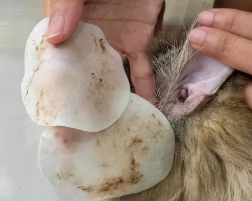 แผ่นเช็ดหูแมวหมา ซุกินะ เพ็ทโตะ (SUKINA PETTO)