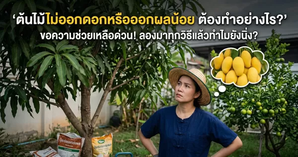 ปลูกต้นไม้มา 5 ปี ไม่เห็นทั้งดอกและผล มีใครเคยเจอแบบนี้ไหม?