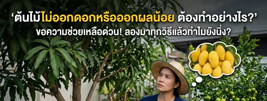 ปลูกต้นไม้มา 5 ปี ไม่เห็นทั้งดอกและผล มีใครเคยเจอแบบนี้ไหม?