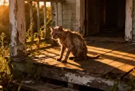 เคล็ดลับ การดูแลแมวแก่ ให้มีชีวิตอยู่ได้นานขึ้นต่ออีกหลายปี