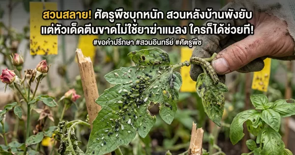 ศัตรูพืชบุกหนัก สวนหลังบ้านพังยับ แต่หัวเด็ดตีนขาดไม่ใช้ยาฆ่าแมลง ใครก็ได้ช่วยที!
